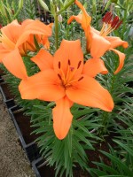 [4011 Brunello No102.JPG]